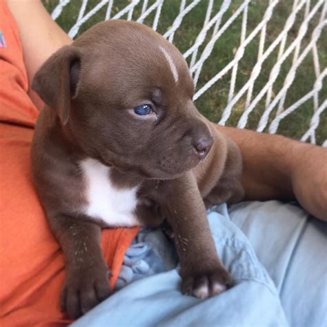 craigslistdenver|craigslist puppies for sale denver.